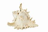 Sea conch isolated 