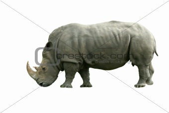 Isolated White Rhinoceros on white
