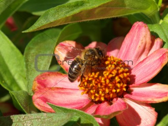 bee at work