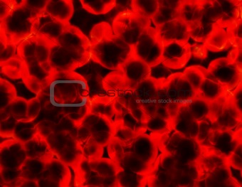 Bacteria Cell Cluster Abstract