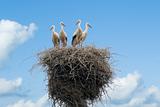 Four youngs storks