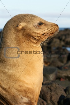 Sea Lion in Profile