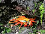 colorful Sally Lightfoot crab
