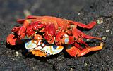 Sally Light Foot Crabs Mating