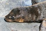 young Sea Lion 