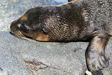 Young Sea Lion