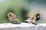 two eating sparrows