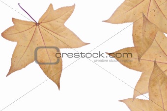 Autumn fall Leaves