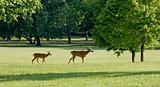 Two Deer Walking