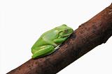 The little green frog on branches