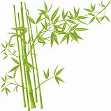 Bamboo, vector