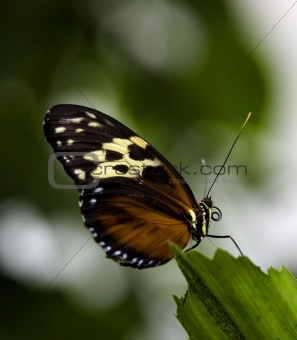 Golden Helicon Butterfly on Green Leaf Macro