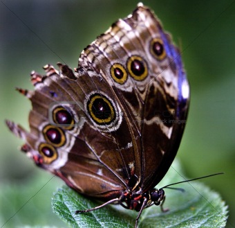 Common Blue Morpho Butterfly on Green Leaf