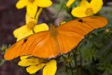 Bright Orange Julia Moth on Yellow Flowers