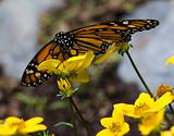 Monarch Butterfly Feasting on Yellow Flower