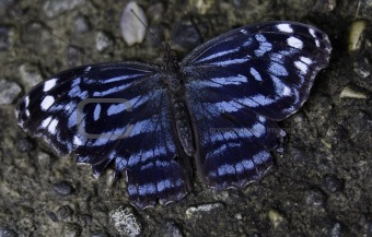 Royal Blue Butterfly