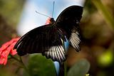 Scarlet Swallowtail Butterfly