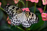 Rice paper Paper or Paper Kite Butterfly on Pink Flowers