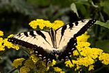 Black and White Zebra Swallowtail Butterfly on Yellow Flowers