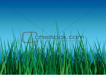 Green grass on blue sky background.