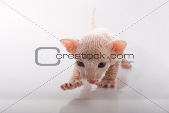 Newborn sphinx kitten