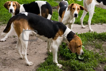 Rack of hounds of dogs