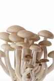 Exotic mushrooms