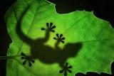 Lizard silhouette in the leaf