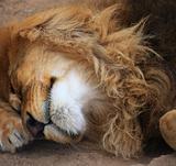 Portrait of a big male lion sleeping