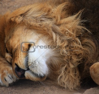 Portrait of a big male lion sleeping