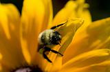 bumble-bee