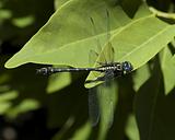 rare dragonfly