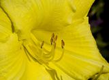 yellow flower pistil