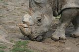 White Rhino Feeding
