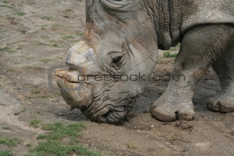 White Rhino Feeding
