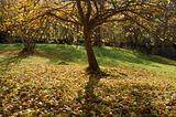 Autumnal park