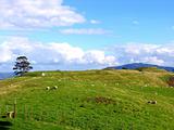 Sheep And Grassland