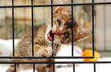 Cataract Rescue Kitten