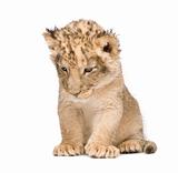 Lion Cub (6 weeks)