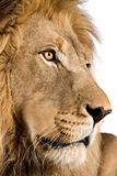 Close-up on a Lion's head (4 and a half years) - Panthera leo
