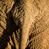 elephant's skin