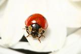 ladybug on camomile