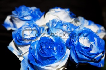 Blue rose buequet
