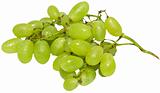 Branch of green grapes