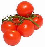 Branch of tomatos