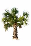 Palm isolated