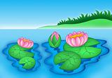 Pink water lilies 2