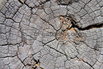 Texture of an old wooden log