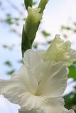white gladioli