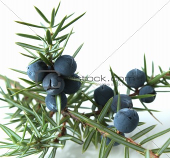 Juniper berries (juniperus communis)
